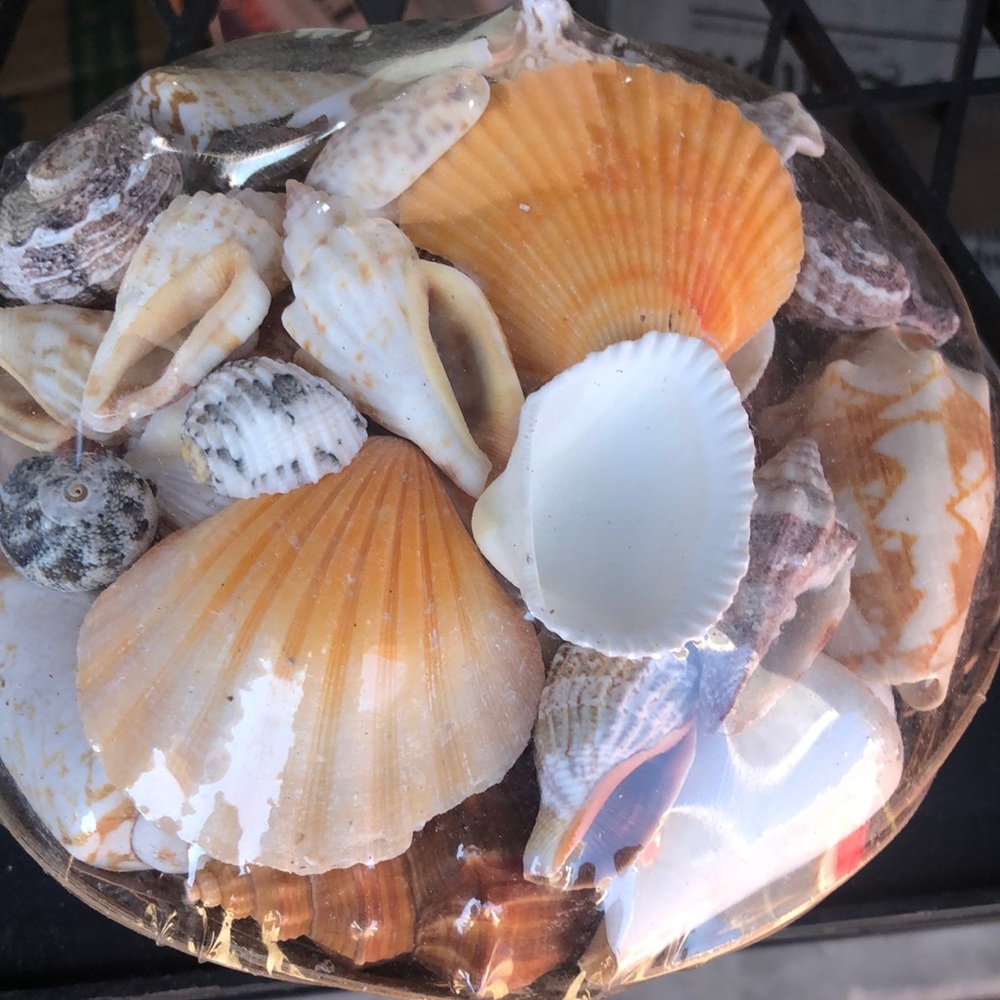 Assorted Seashell Collection